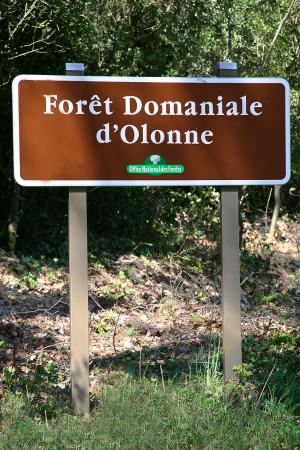 La forêt